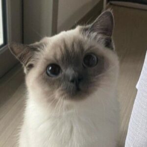 Profile photo of bxpsq_ii เฮงสาโรชัย