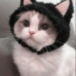 Profile photo of Ploypin Pinyapat
