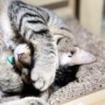 Profile photo of Suppara Boonsanong