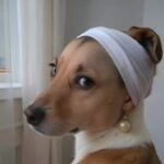 Profile photo of Ra. R.